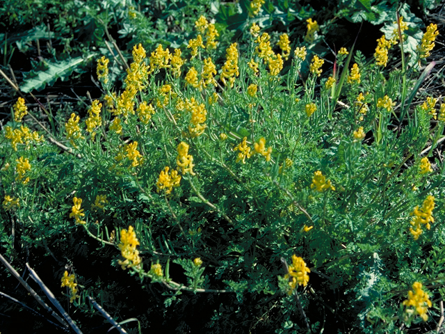 Corydalis curvisiliqua (Curvepod fumewort) #16382