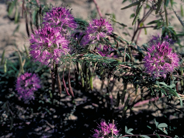 Cleome serrulata (Rocky mountain beeplant) #16389