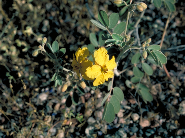 Senna obtusifolia (Java-bean) #16393