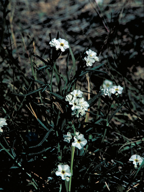 Heliotropium greggii (Fragrant heliotrope) #16409