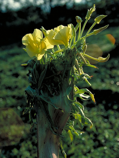 Oenothera jamesii (Trumpet evening-primrose) #16419