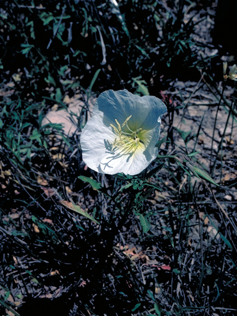 Oenothera pallida (Pale evening-primrose) #16427