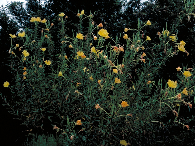 Oenothera elata ssp. hookeri (Hooker's evening-primrose) #16428
