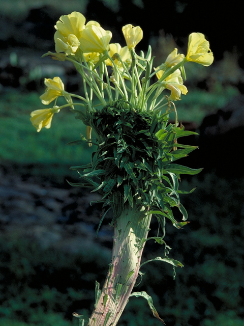 Oenothera jamesii (Trumpet evening-primrose) #16431
