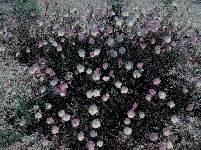 Oenothera speciosa (Pink evening primrose) #16436