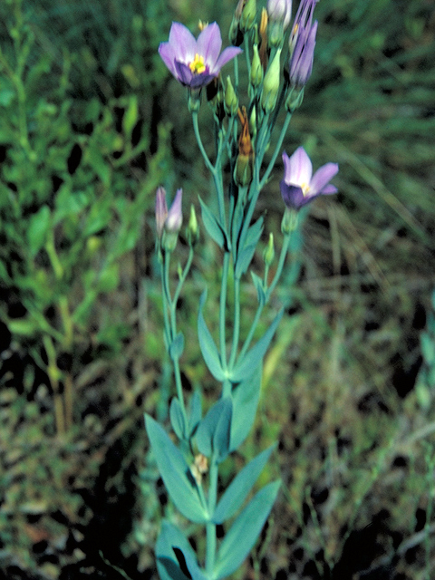 Eustoma exaltatum ssp. russellianum (Texas bluebells) #16444