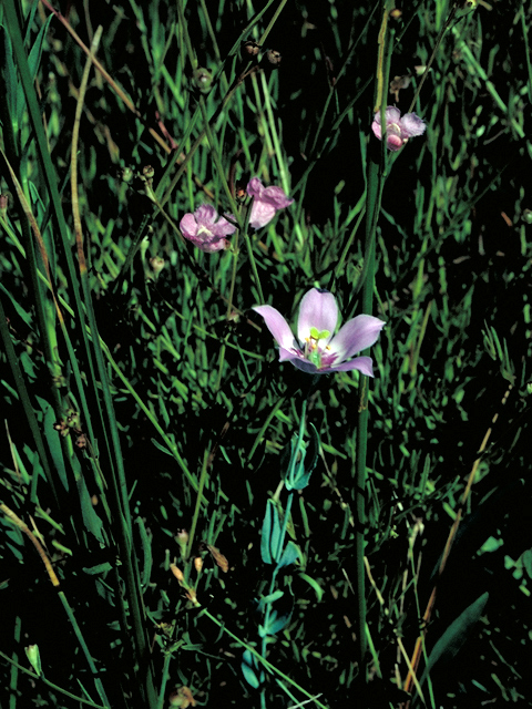Eustoma exaltatum ssp. russellianum (Texas bluebells) #16445