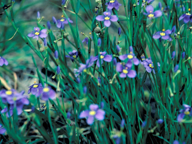 Sisyrinchium chilense (Swordleaf blue-eyed grass) #16451