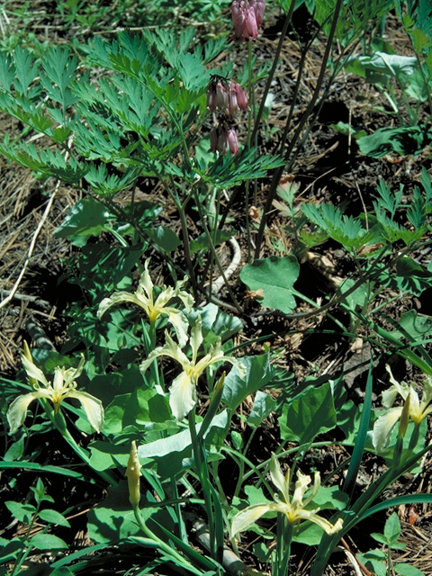 Iris bracteata (Siskiyou iris) #16452