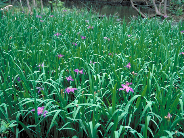 Iris hexagona (Dixie iris) #16455
