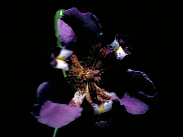 Alophia drummondii (Propeller flower) #16458