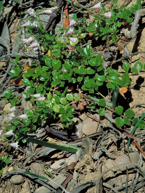Linnaea borealis (Twinflower) #16466