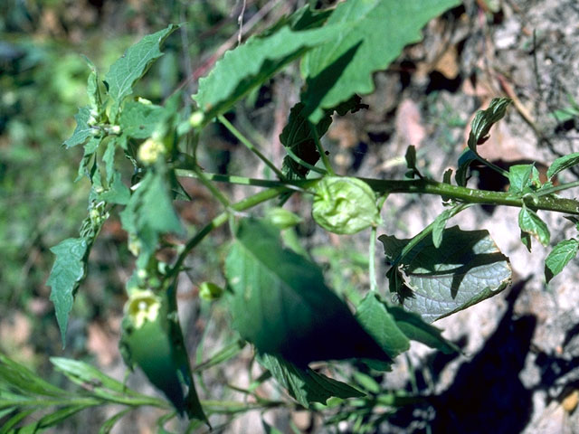 Physalis heterophylla (Clammy groundcherry) #16504