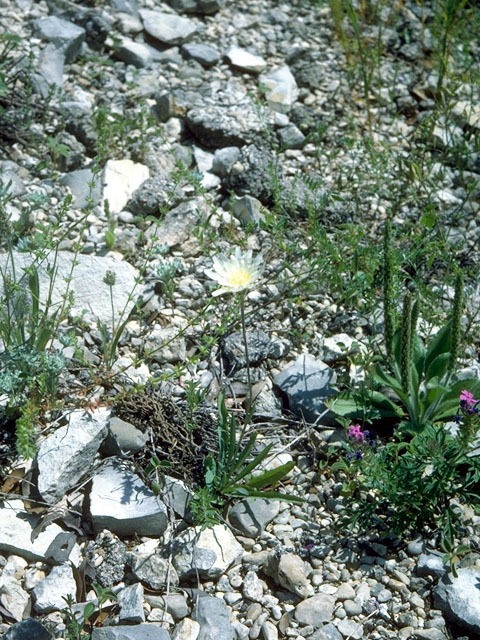 Pinaropappus roseus (White rocklettuce) #16513