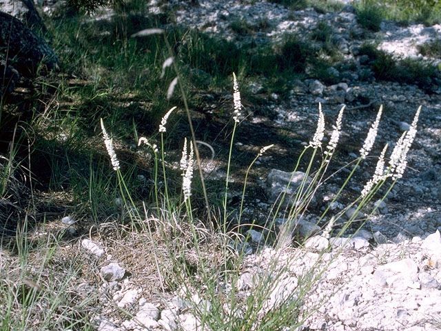 Polygala alba (White milkwort) #16522