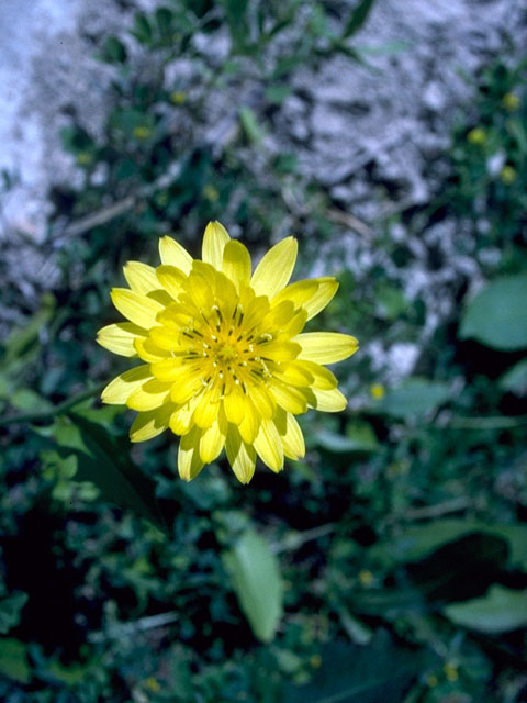 Pyrrhopappus pauciflorus (Smallflower desert-chicory) #16573