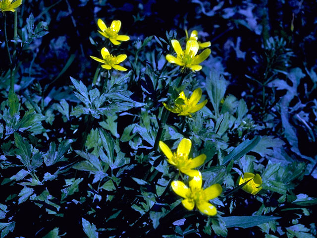 Ranunculus hispidus var. nitidus (Bristly buttercup) #16581