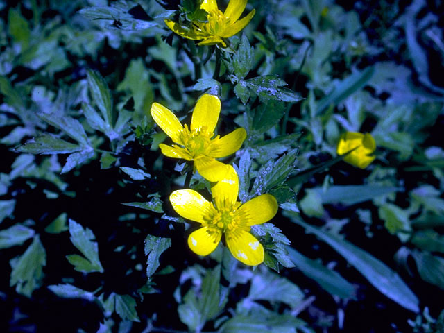 Ranunculus hispidus var. nitidus (Bristly buttercup) #16582