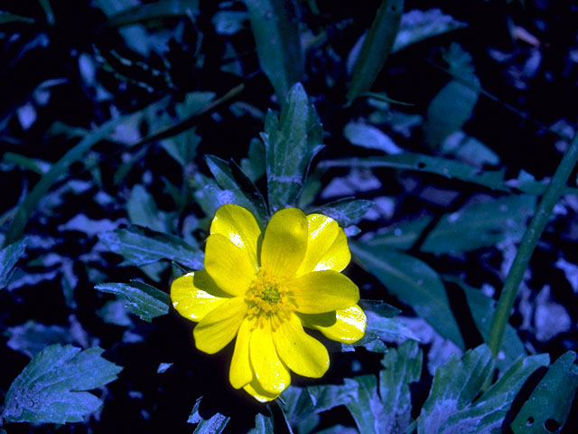 Ranunculus hispidus var. nitidus (Bristly buttercup) #16583