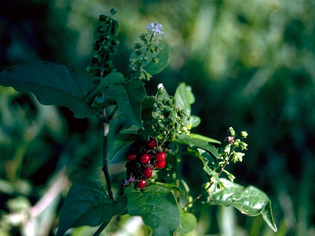 Rivina humilis (Pigeonberry) #16607
