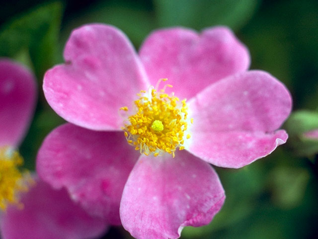 Rosa setigera (Climbing prairie rose) #16613