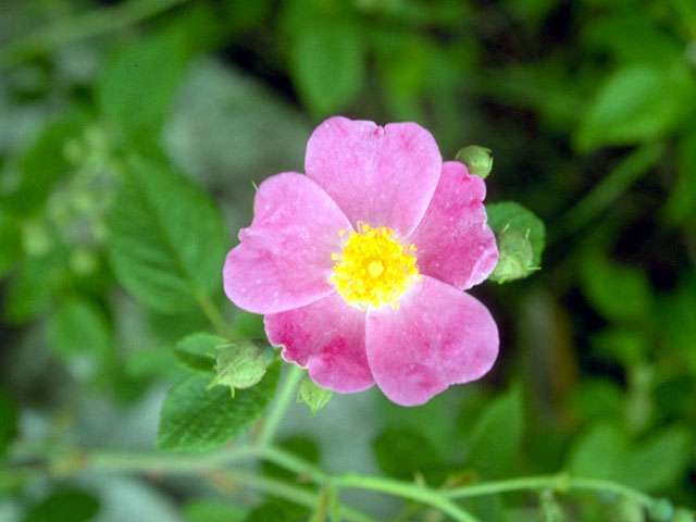 Rosa setigera (Climbing prairie rose) #16614