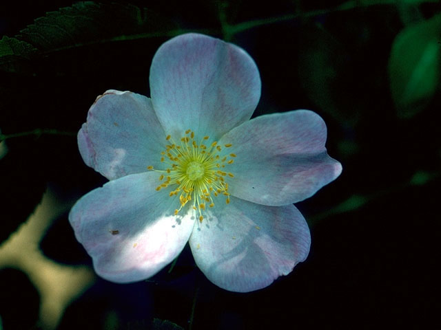 Rosa setigera (Climbing prairie rose) #16615