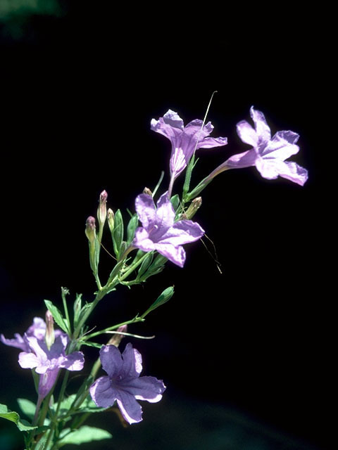Ruellia nudiflora (Violet ruellia) #16637