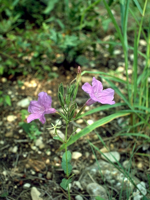 Ruellia nudiflora (Violet ruellia) #16639