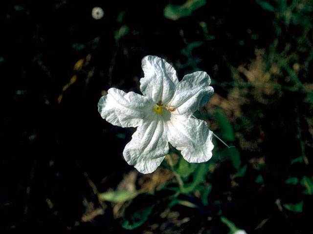 Ruellia nudiflora (Violet ruellia) #16640