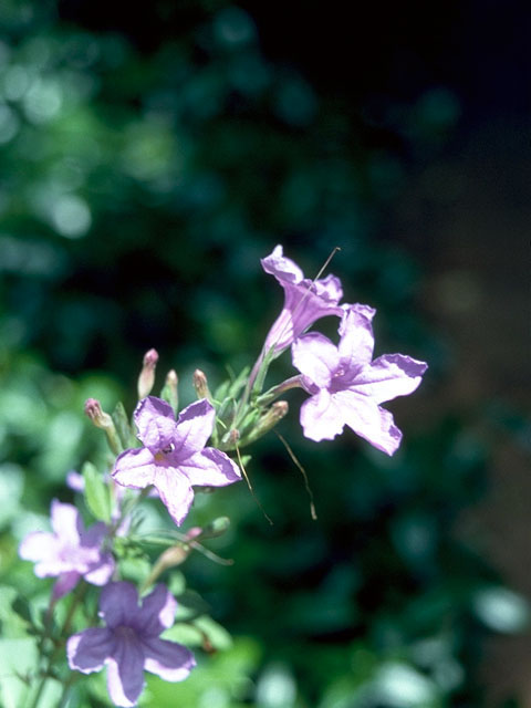 Ruellia nudiflora (Violet ruellia) #16641