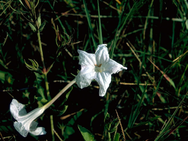 Ruellia nudiflora (Violet ruellia) #16642