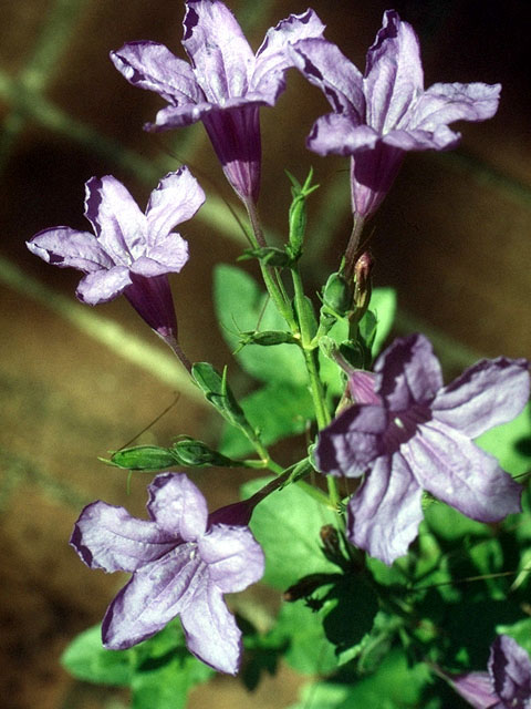 Ruellia nudiflora (Violet ruellia) #16643