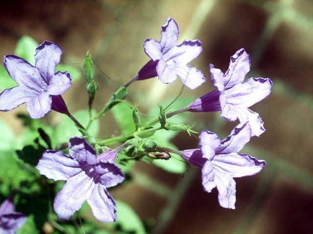 Ruellia nudiflora (Violet ruellia) #16644
