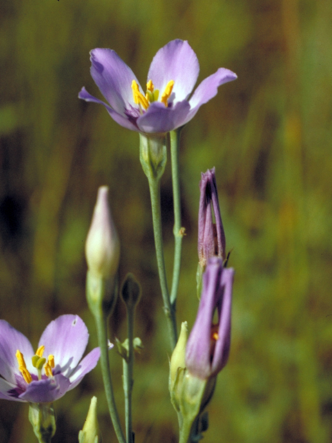 Eustoma exaltatum ssp. russellianum (Texas bluebells) #17278