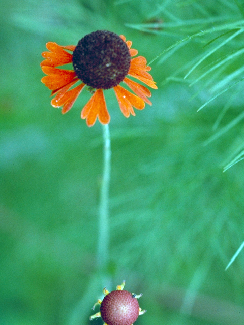 Gaillardia suavis (Pincushion daisy) #17285