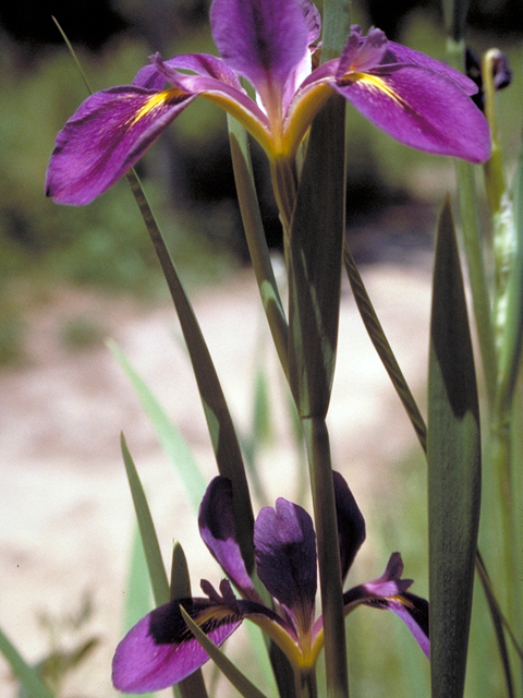 Iris brevicaulis (Zigzag iris) #17297