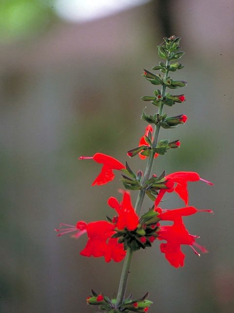 Salvia coccinea (Scarlet sage) #17305