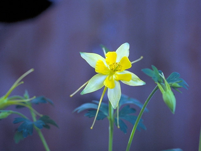 Aquilegia chrysantha var. hinckleyana (Hinckley's golden columbine) #17355