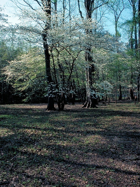 Cornus florida (Flowering dogwood) #17362