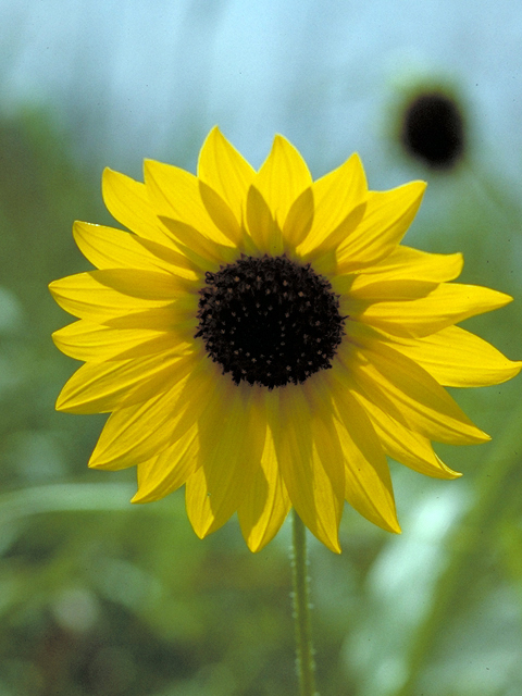 Helianthus annuus (Common sunflower) #17366