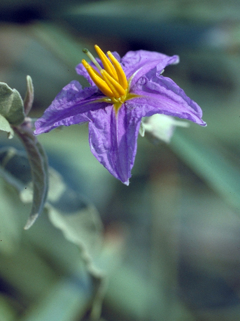 Solanum elaeagnifolium (Silverleaf nightshade) #17373
