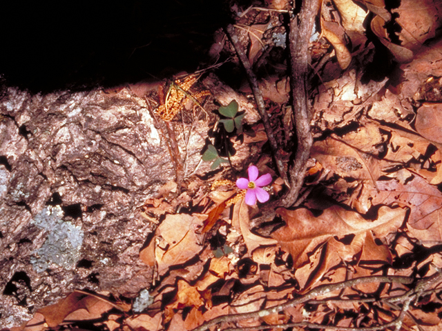 Oxalis violacea (Violet woodsorrel) #17388