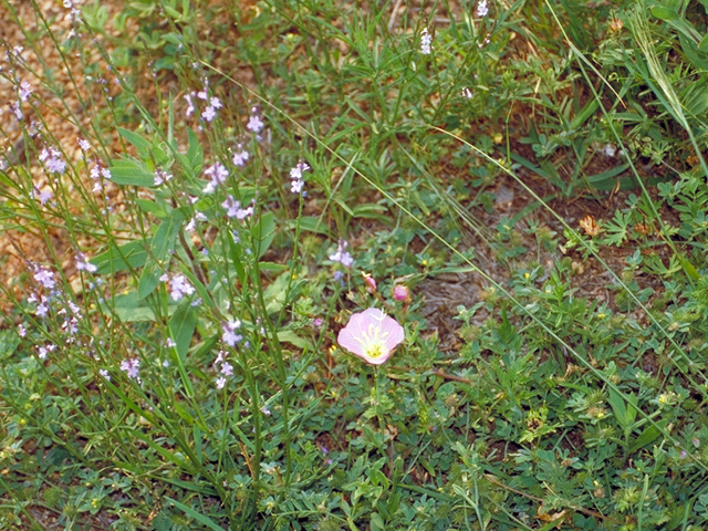 Oenothera speciosa (Pink evening primrose) #17421