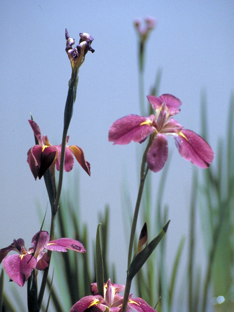 Iris brevicaulis (Zigzag iris) #17451