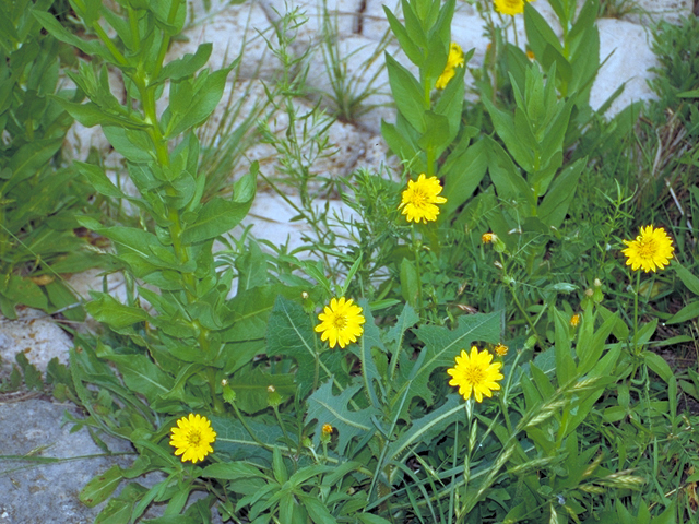 Pyrrhopappus pauciflorus (Smallflower desert-chicory) #17459
