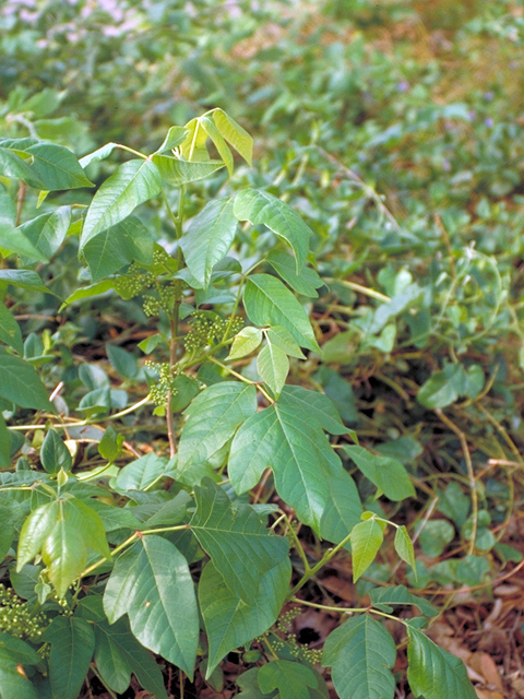 Toxicodendron radicans (Eastern poison ivy) #17471