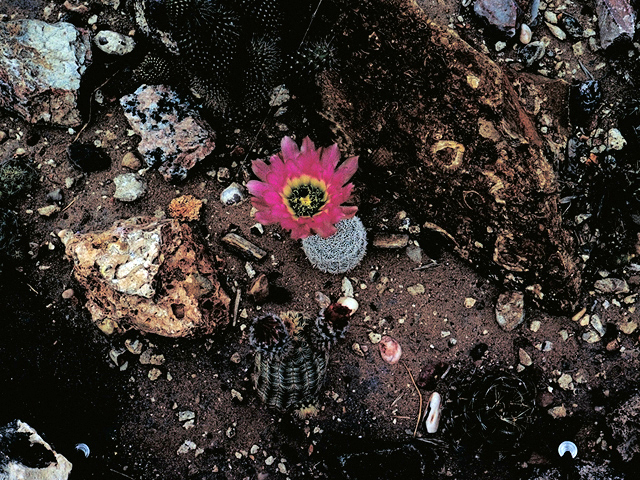 Echinocereus reichenbachii (Lace hedgehog cactus) #17491