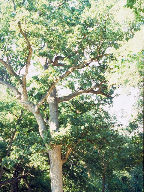 Quercus macrocarpa (Bur oak) #17509