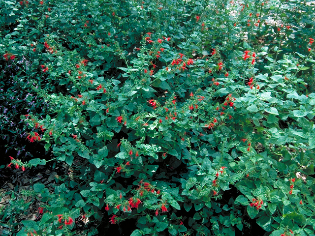 Salvia coccinea (Scarlet sage) #17547